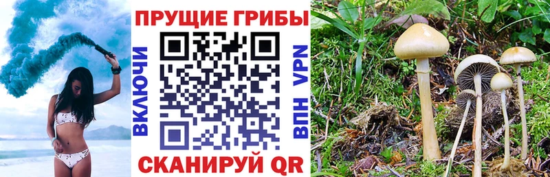 Псилоцибиновые грибы Magic Shrooms  Покров 